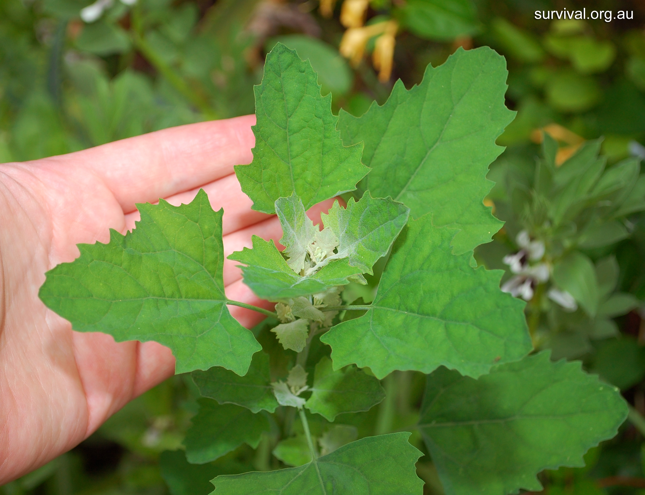 melde,goosefoot, fat-hen, white goosefoot, pigweed 